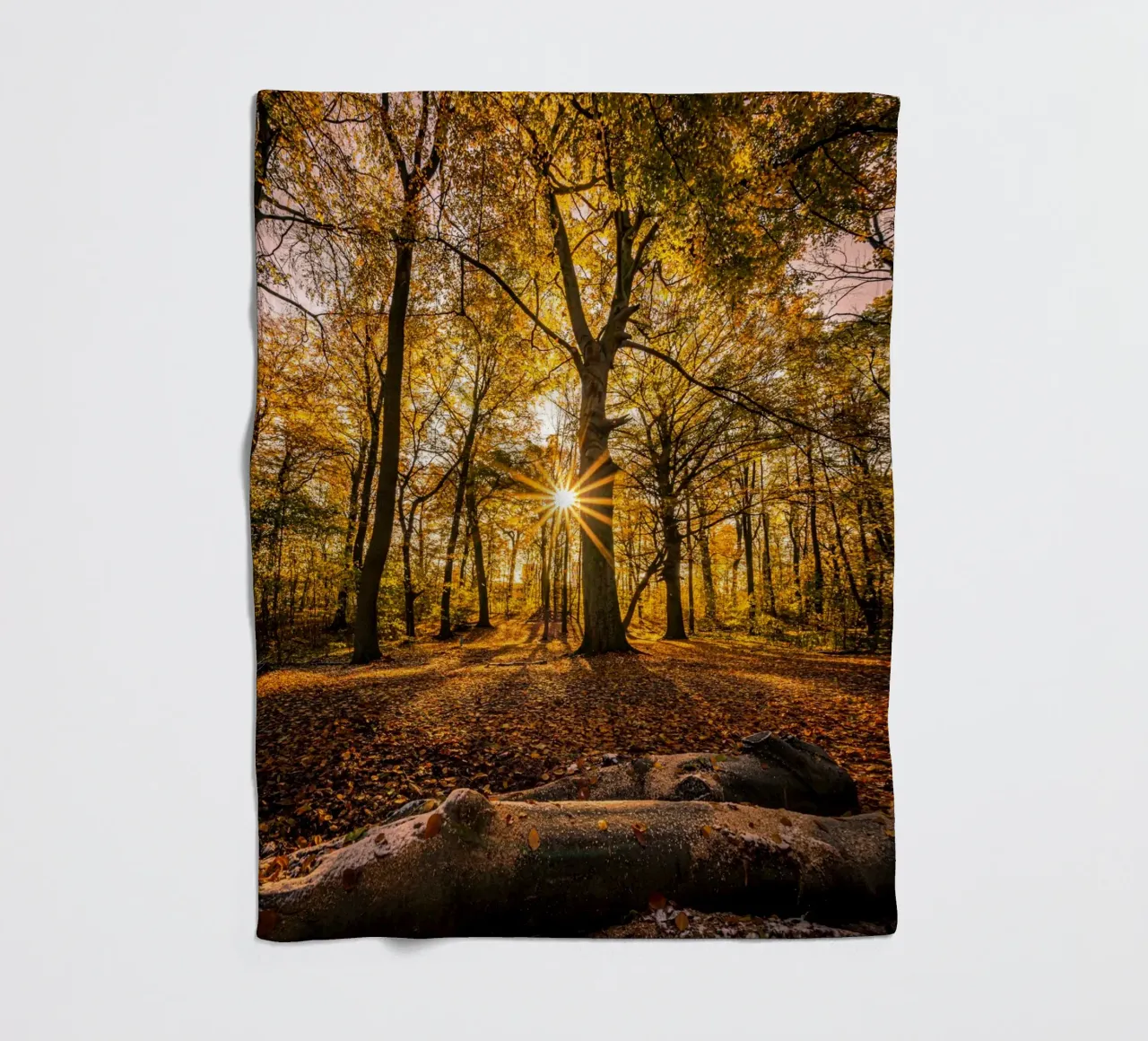 Stella del sole in una piccola foresta coperta in pile da Marcus Beckert | Fotografie