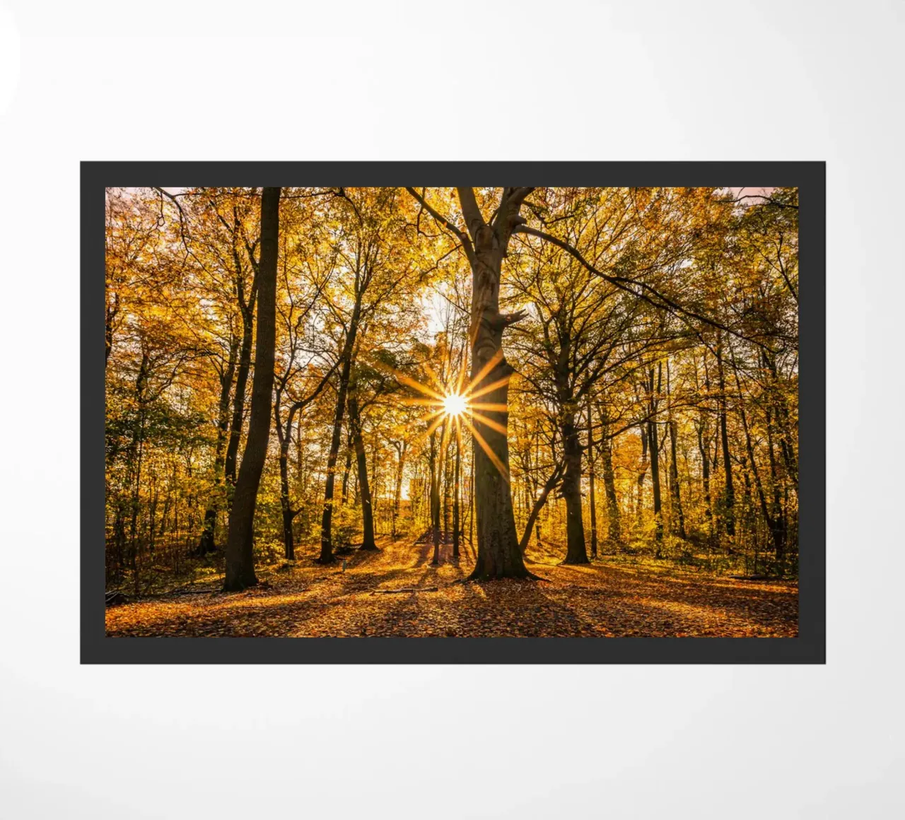 Stella del sole in una piccola foresta zerbino da Marcus Beckert | Fotografie