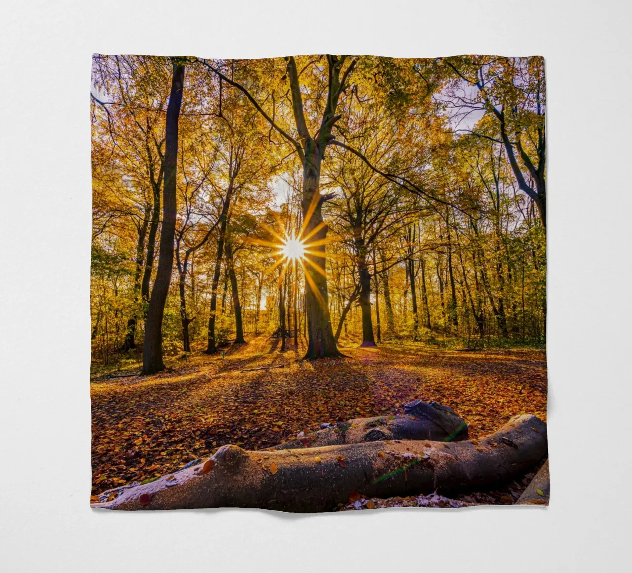 Stella del sole nella foresta in autunno coperta in pile da Marcus Beckert | Fotografie