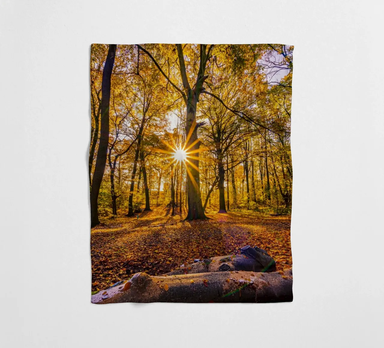 Stella del sole nella foresta in autunno coperta in pile da Marcus Beckert | Fotografie
