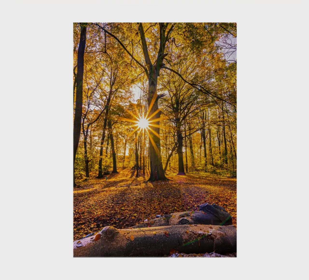 Sun star in the forest in autumn notebook by Marcus Beckert | Fotografie