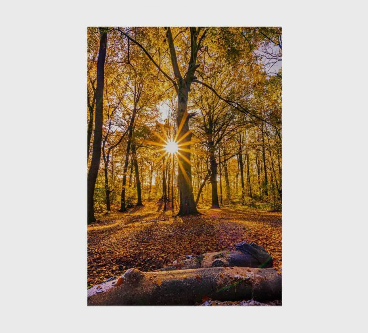 Sun star in the forest in autumn notebook by Marcus Beckert | Fotografie