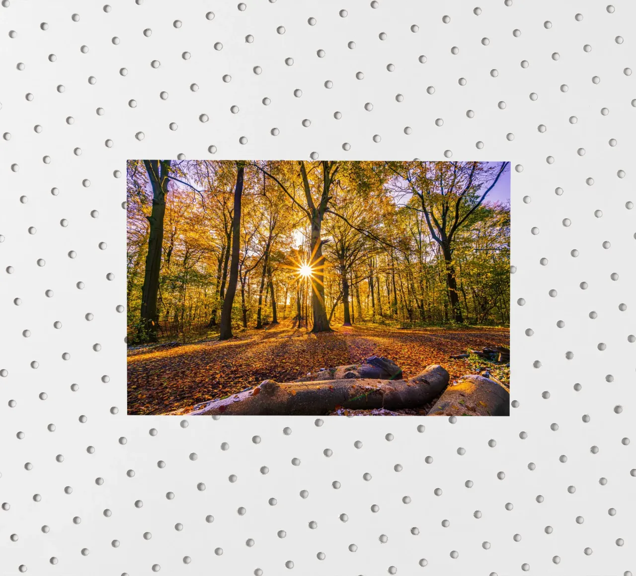 Étoile solaire dans la forêt en automne autocollant de Marcus Beckert | Fotografie