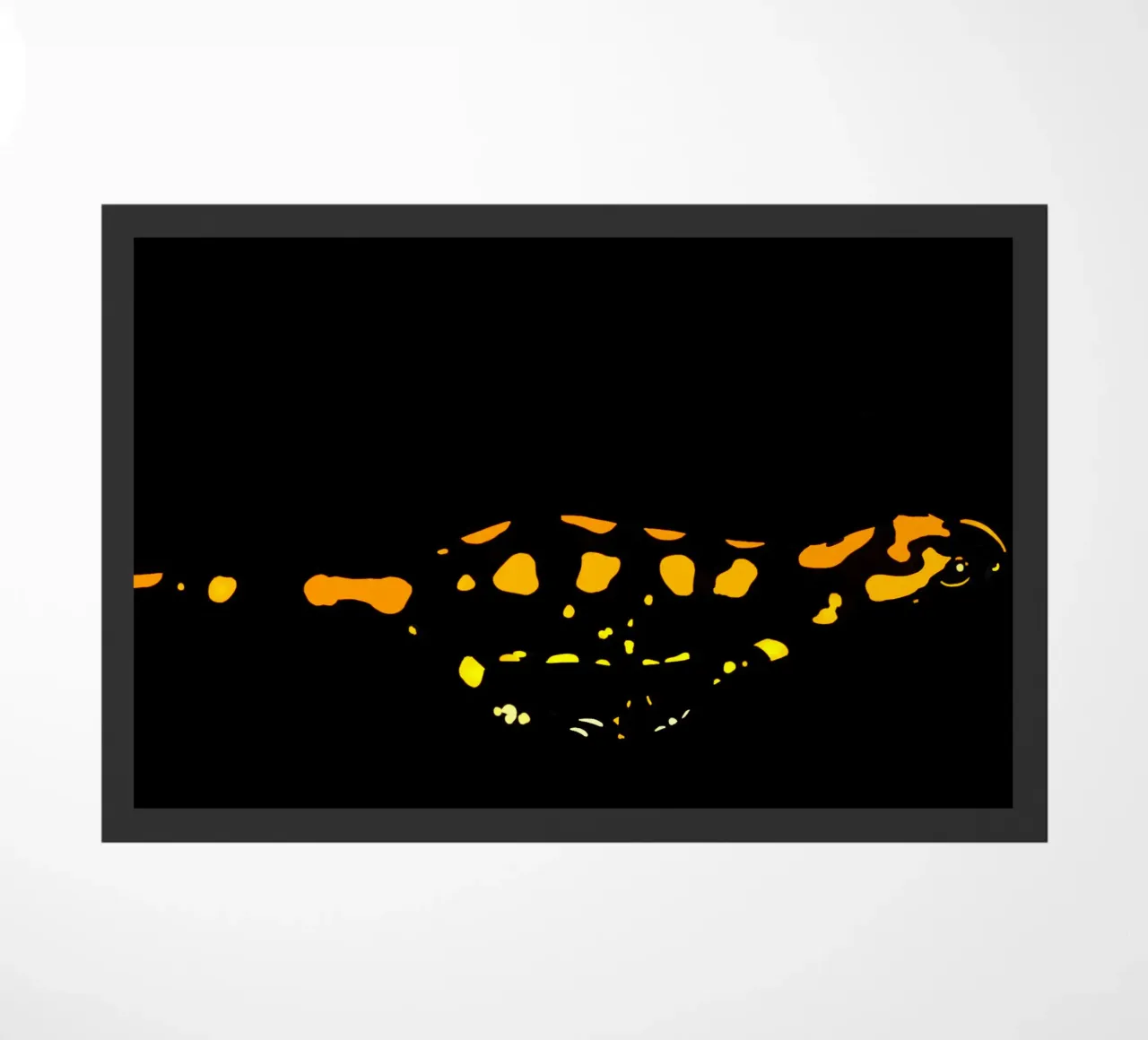 Salamandra zerbino da C.WILL