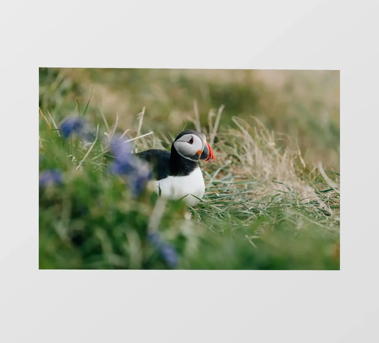 Puffin on a flower meadow photo wallpaper by susea