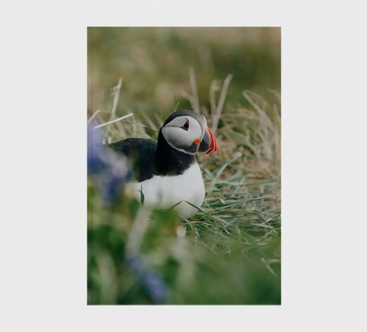 Puffin on a flower meadow notebook by susea