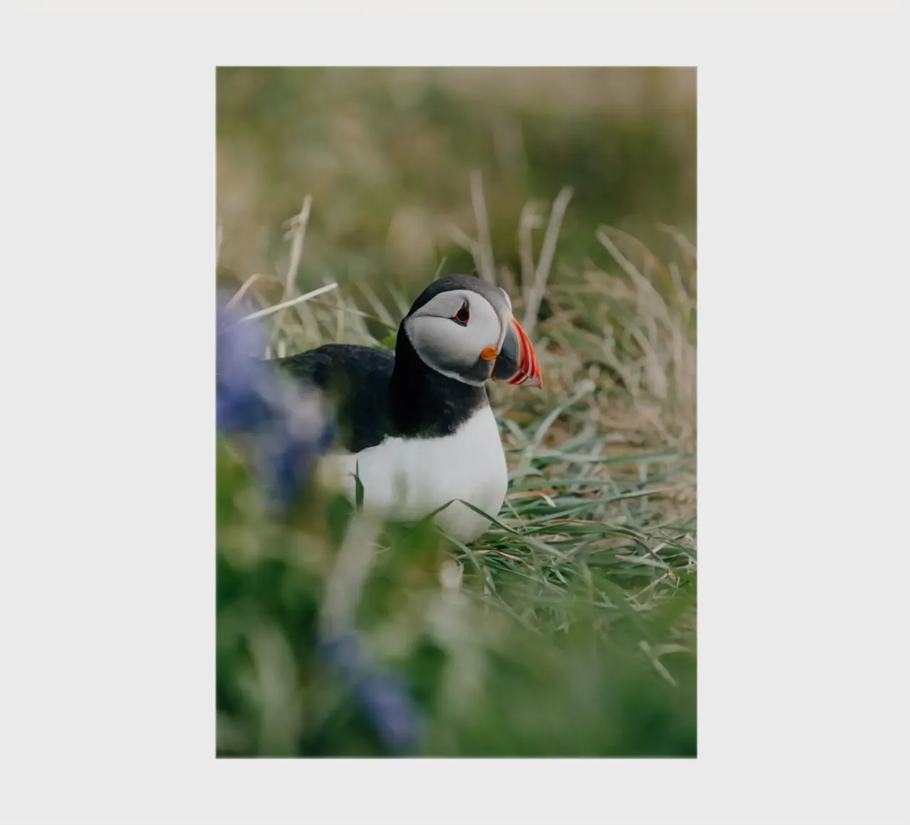 Puffin on a flower meadow notebook by susea