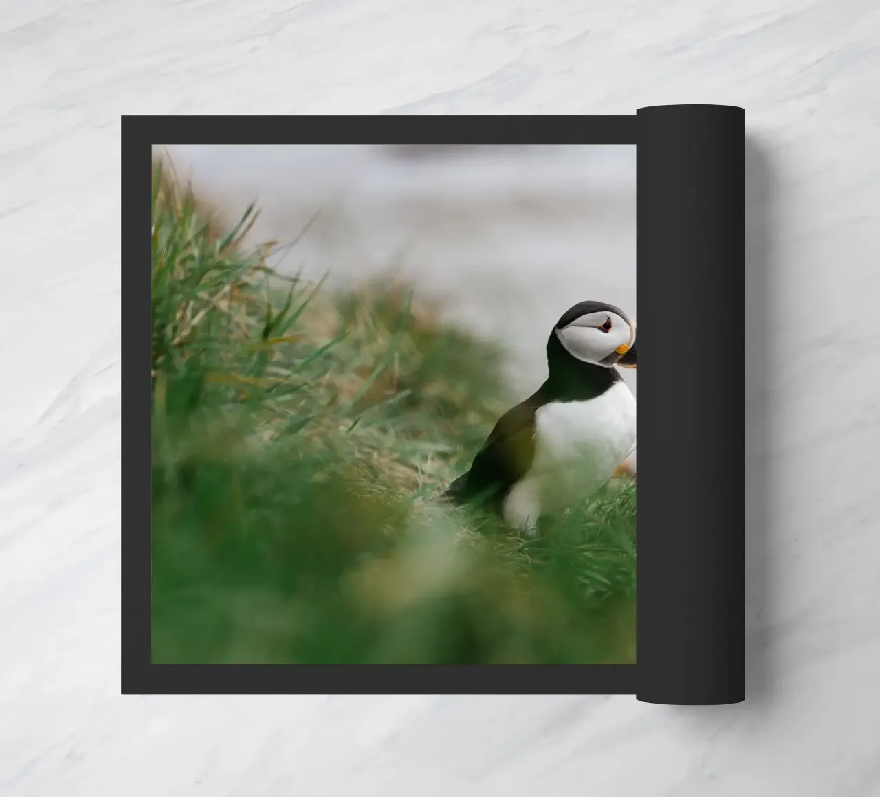 Puffin in Scotland zerbino da susea