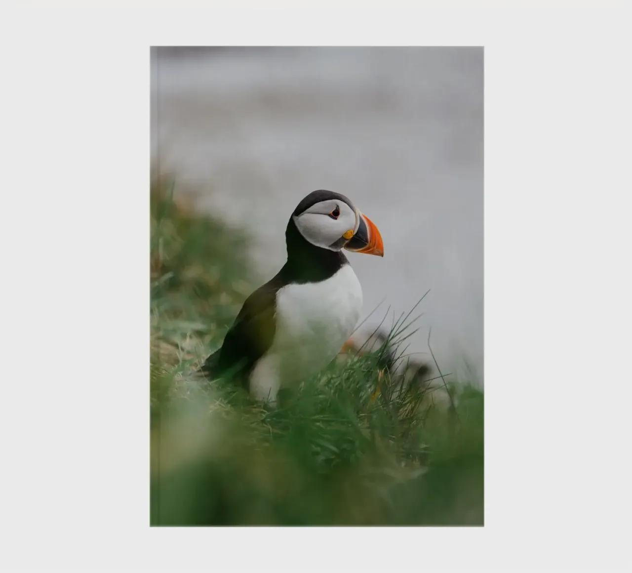 Puffin in Scotland notebook by susea