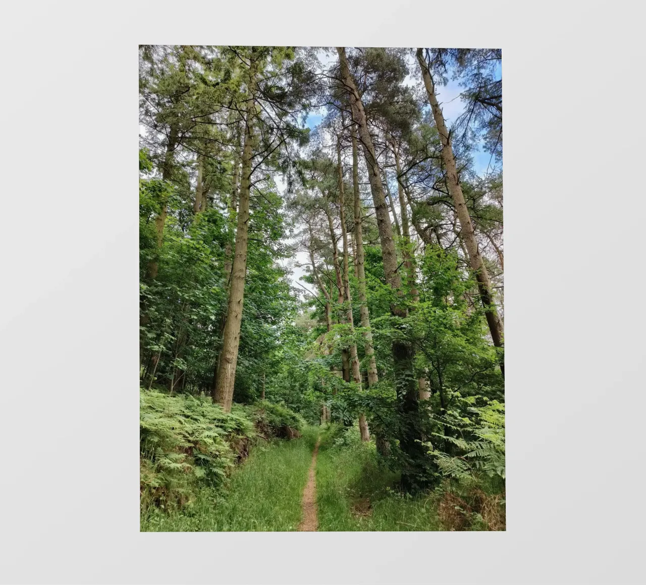 Summer path photo wallpaper by gtobonart