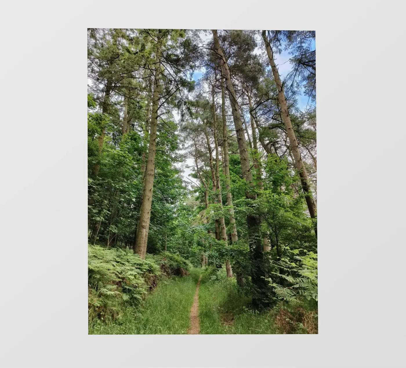 Summer path carta da parati fotografica da gtobonart