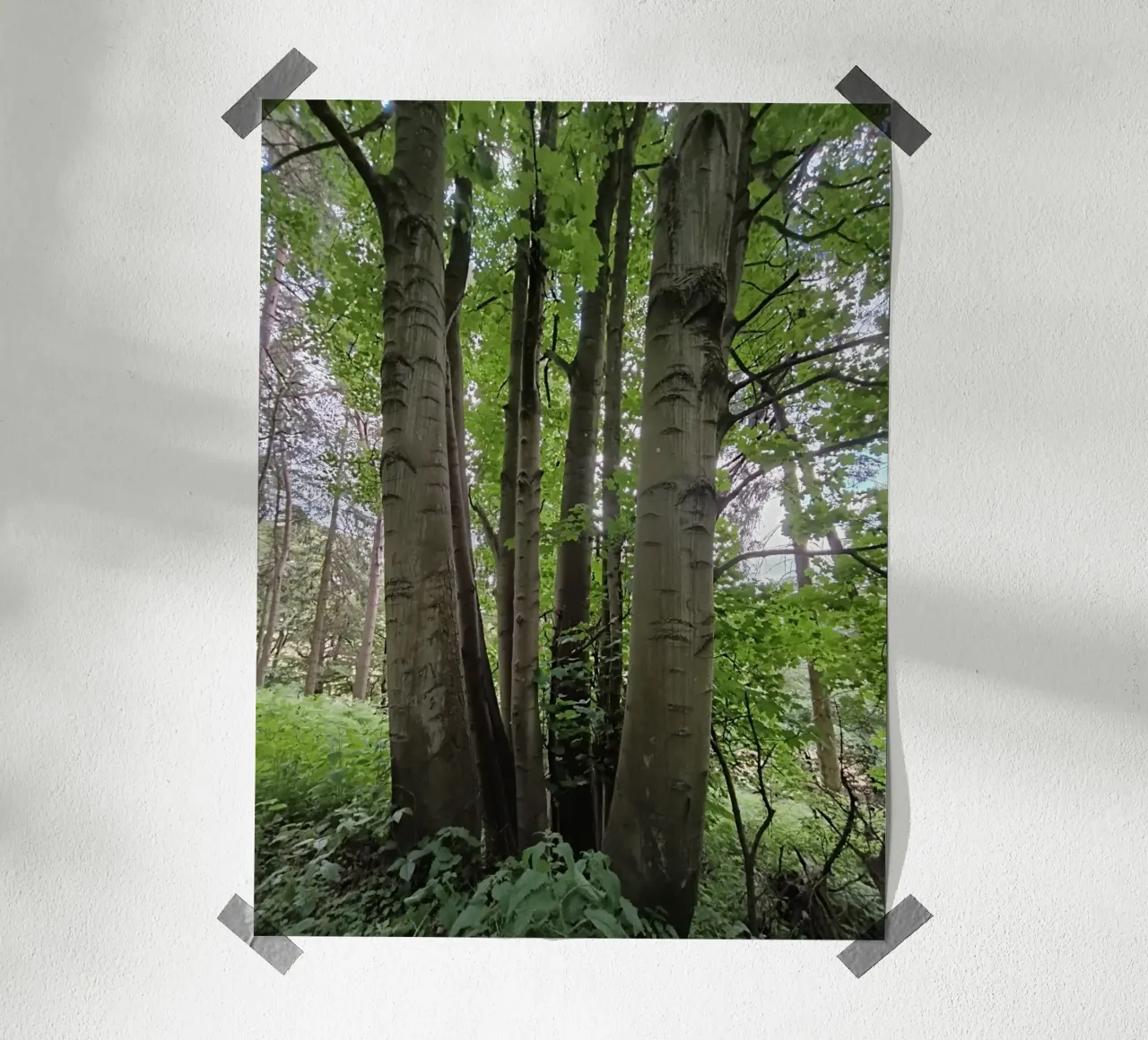 Unity in nature carta hahnemühle da gtobonart