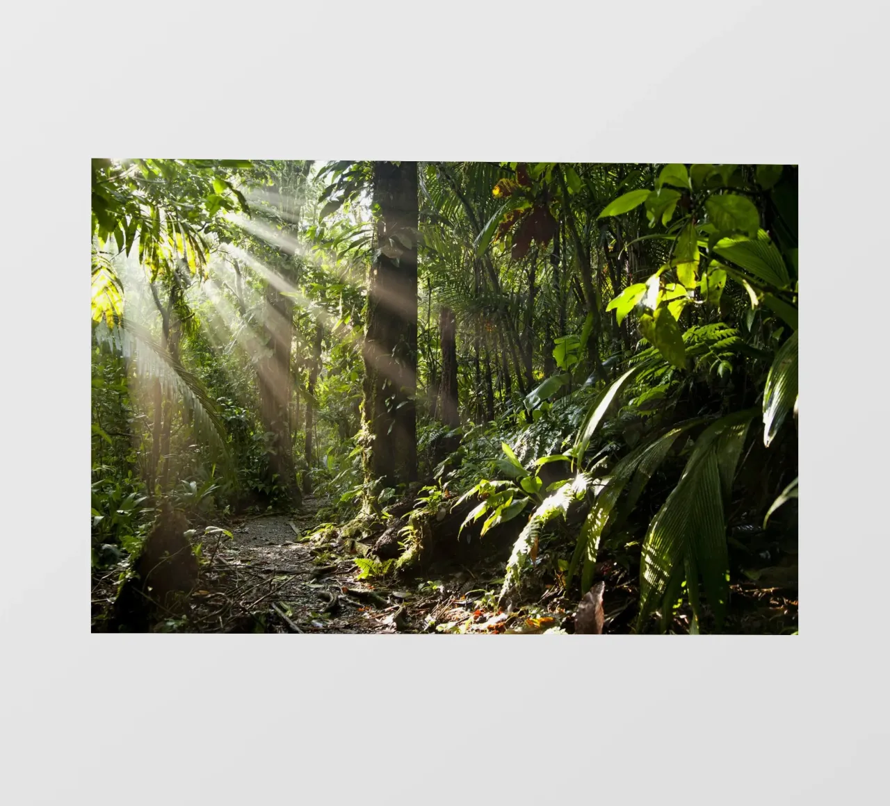 Sonnenstrahlen im Dschungel pellicola backlit da Reisefotografie - Bilder aus aller Welt