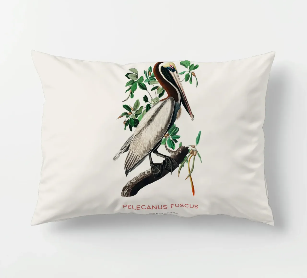 Pellicano bruno o Pelecanus fuscus cuscino da Vintagrafica