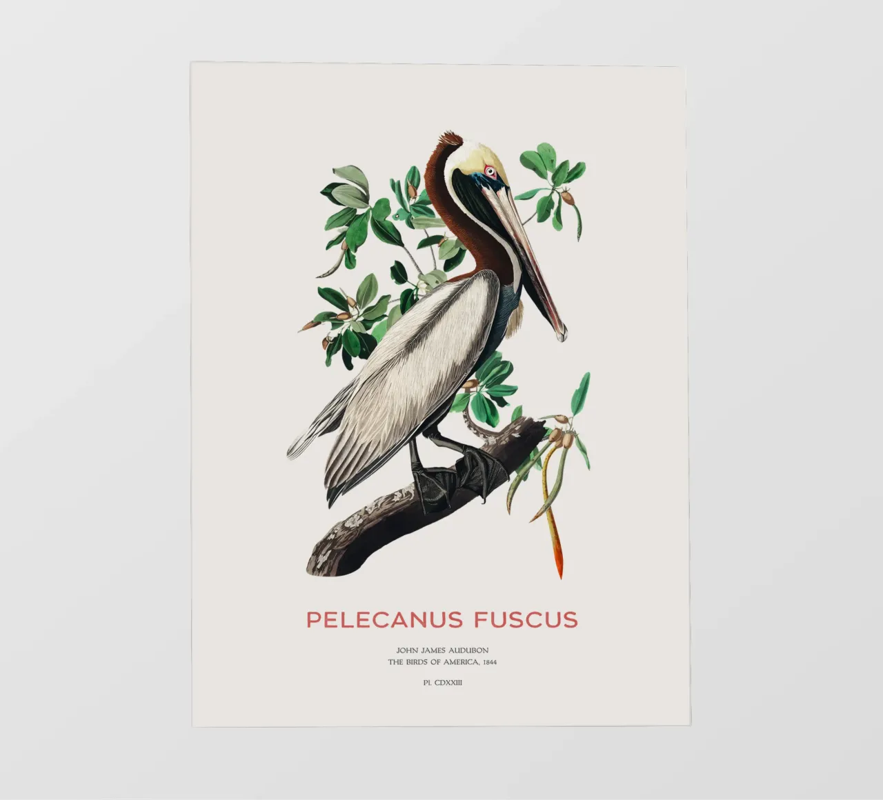 Pellicano bruno o Pelecanus fuscus pellicola backlit da Vintagrafica