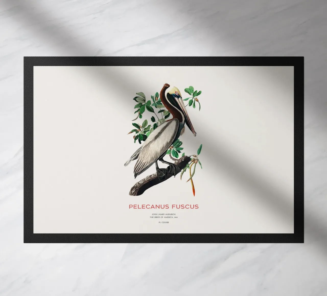 Pellicano bruno o Pelecanus fuscus zerbino da Vintagrafica