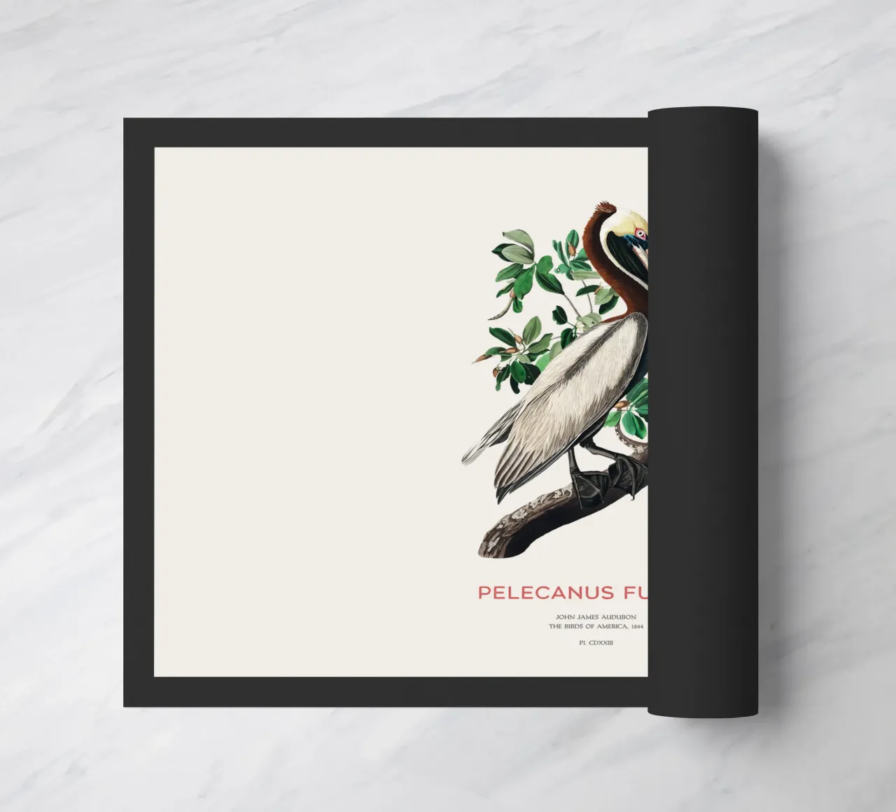Pellicano bruno o Pelecanus fuscus zerbino da Vintagrafica