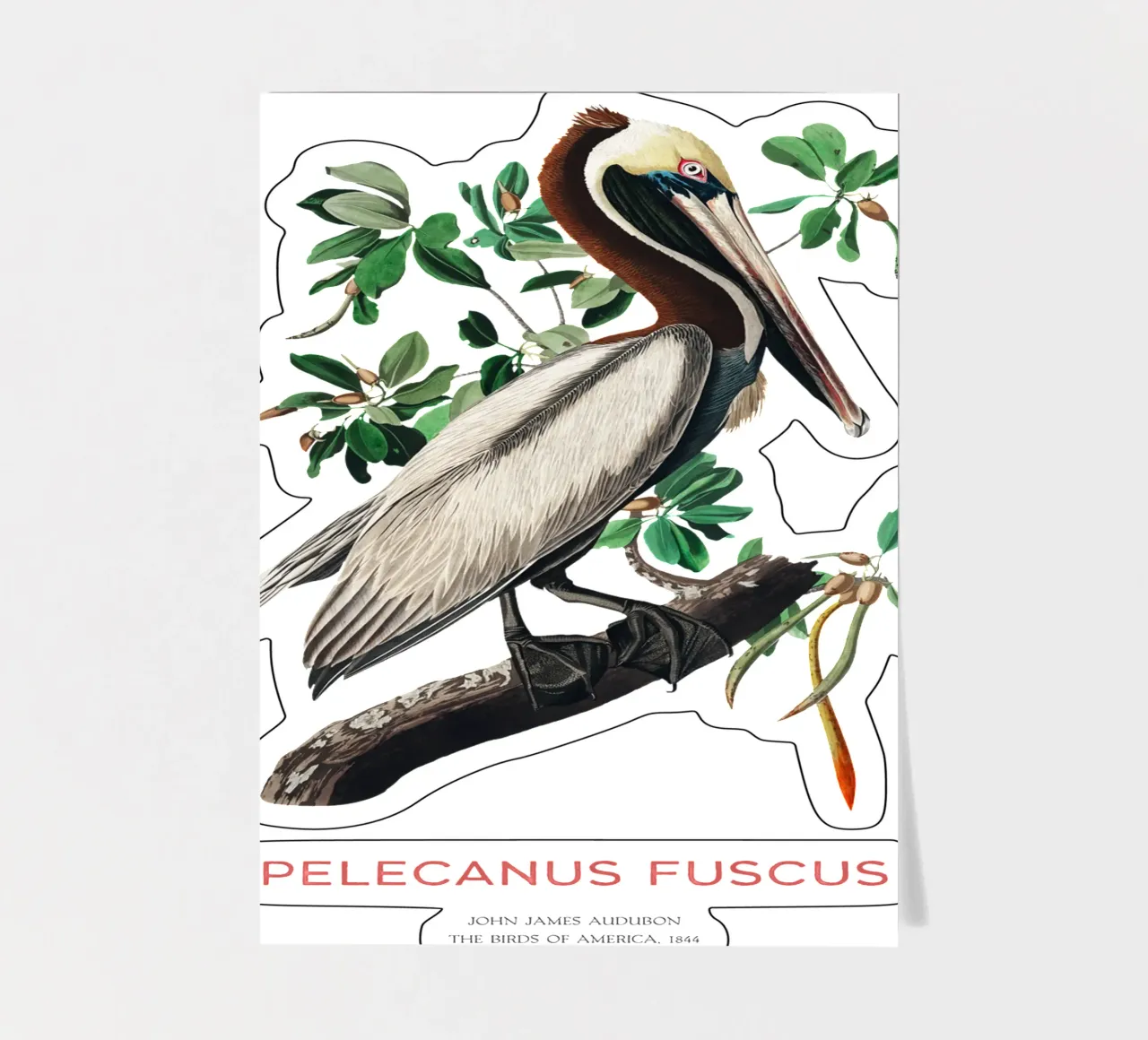 Brauner Pelikan oder Pelecanus fuscus Stickerbogen von Vintagrafica