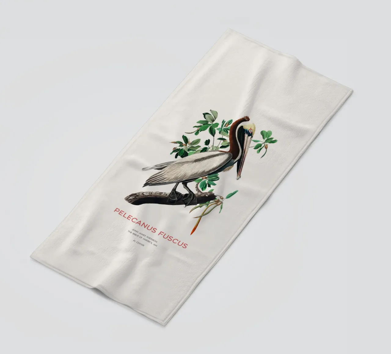 Pellicano bruno o Pelecanus fuscus telo mare da Vintagrafica