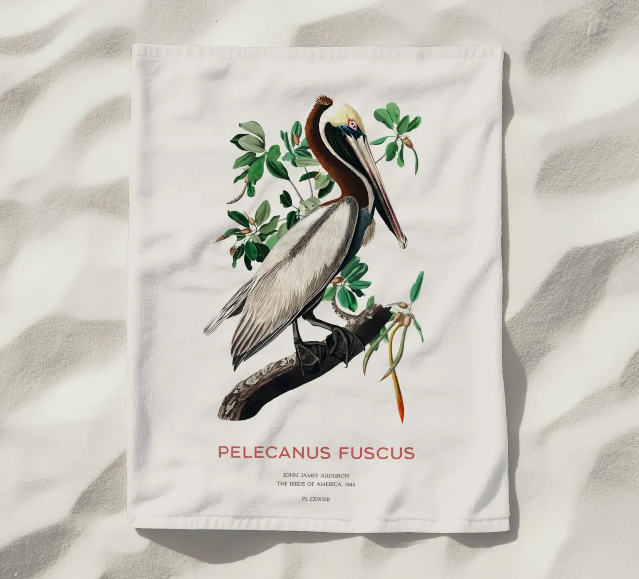 Pellicano bruno o Pelecanus fuscus telo mare da Vintagrafica