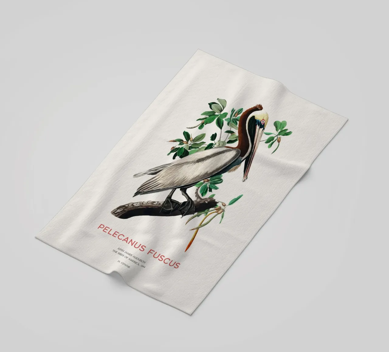 Pellicano bruno o Pelecanus fuscus telo mare da Vintagrafica