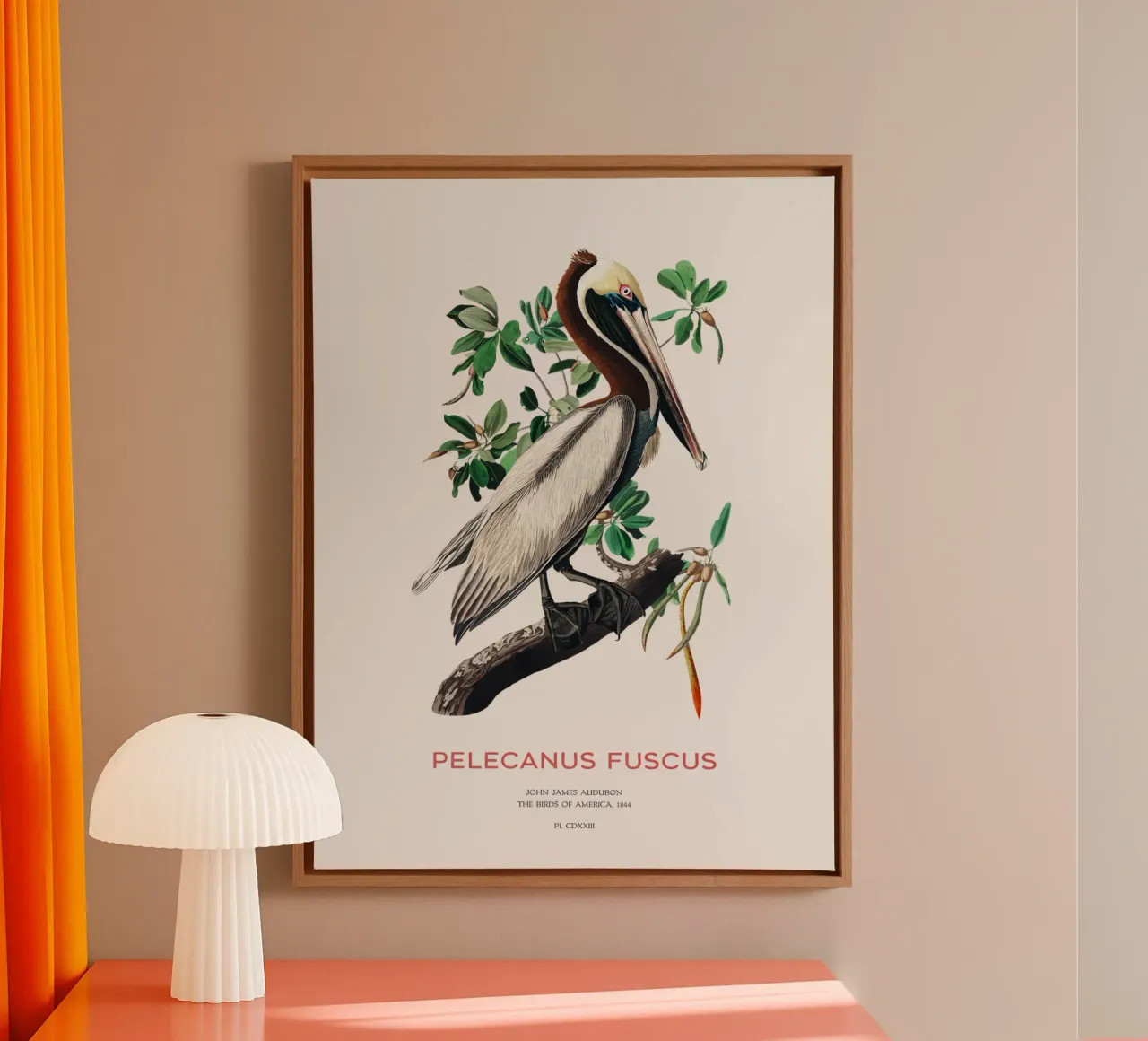 Bruine pelikaan of Pelecanus fuscus canvas met Baklijst van Vintagrafica