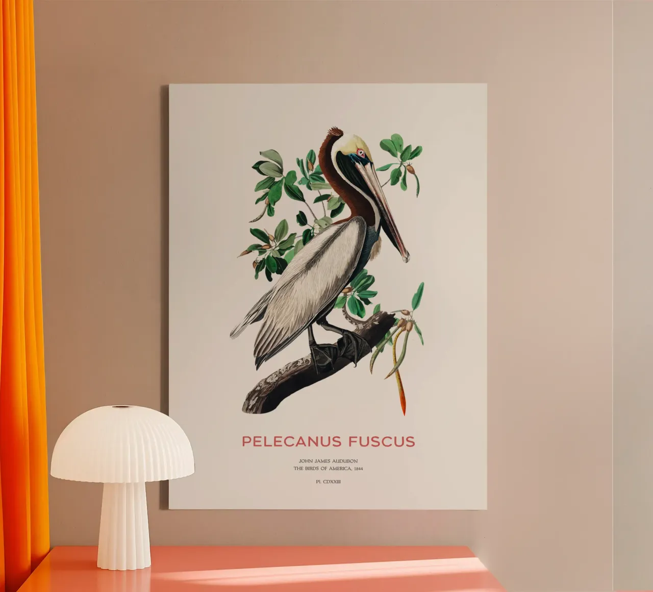 Bruine pelikaan of Pelecanus fuscus canvas met Baklijst van Vintagrafica