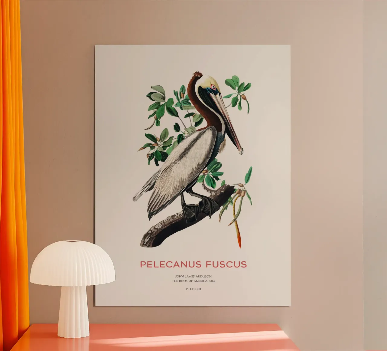 Pellicano bruno o Pelecanus fuscus poster con telaio in alluminio da Vintagrafica
