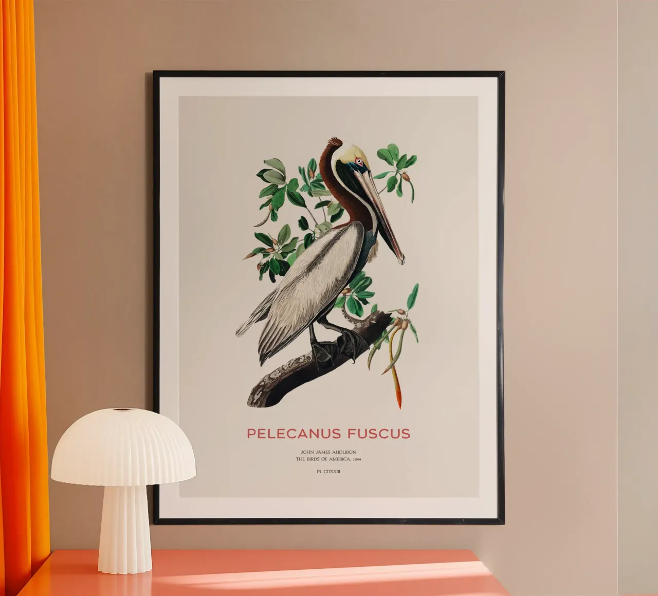 Pellicano bruno o Pelecanus fuscus poster con telaio in alluminio da Vintagrafica