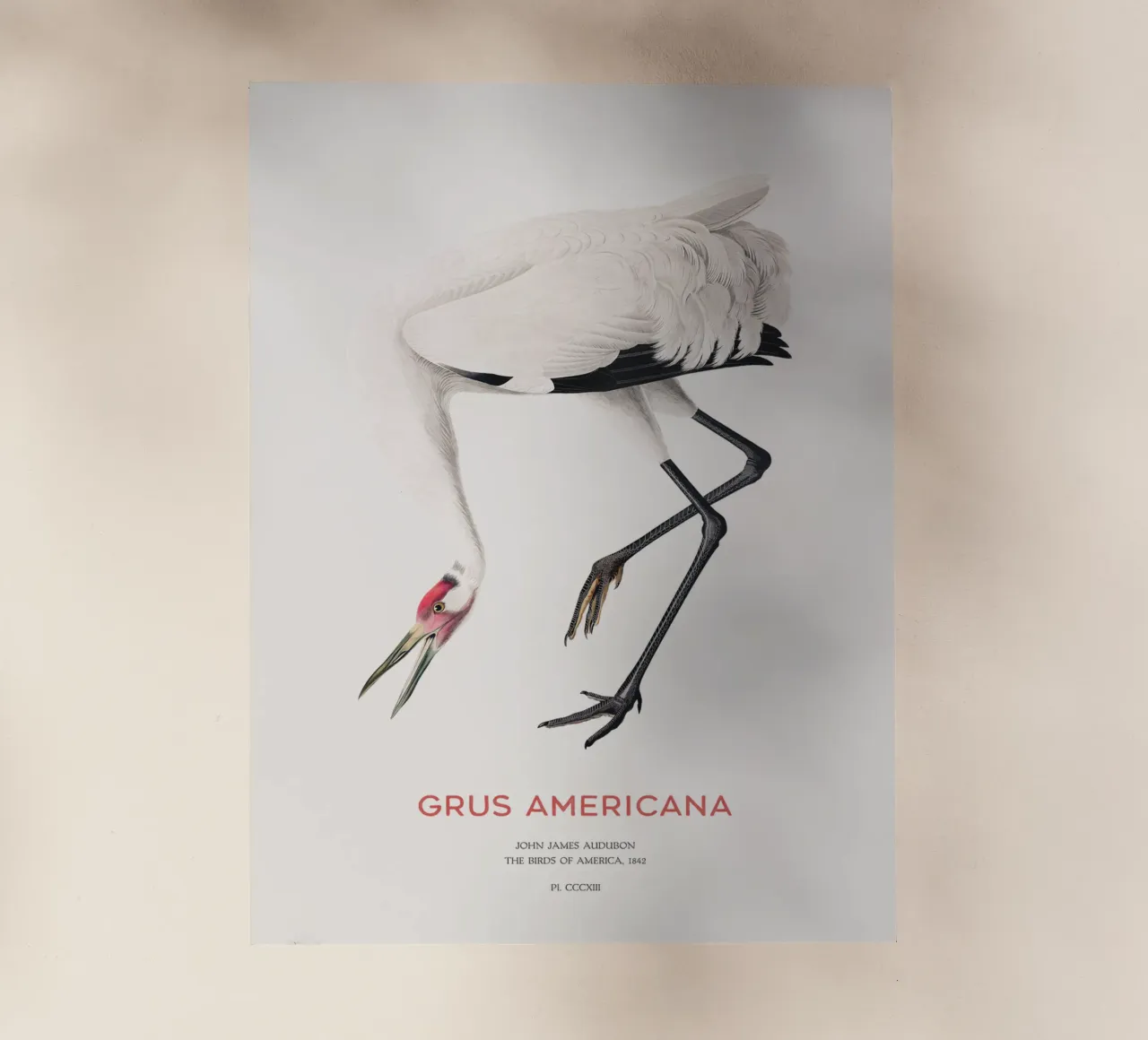 Grus americana oder Schreikranich Backlit Folie von Vintagrafica