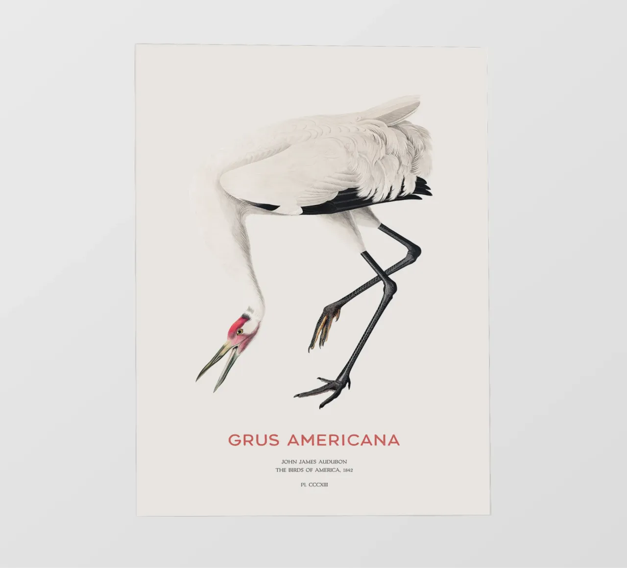 Grus americana oder Schreikranich Backlit Folie von Vintagrafica