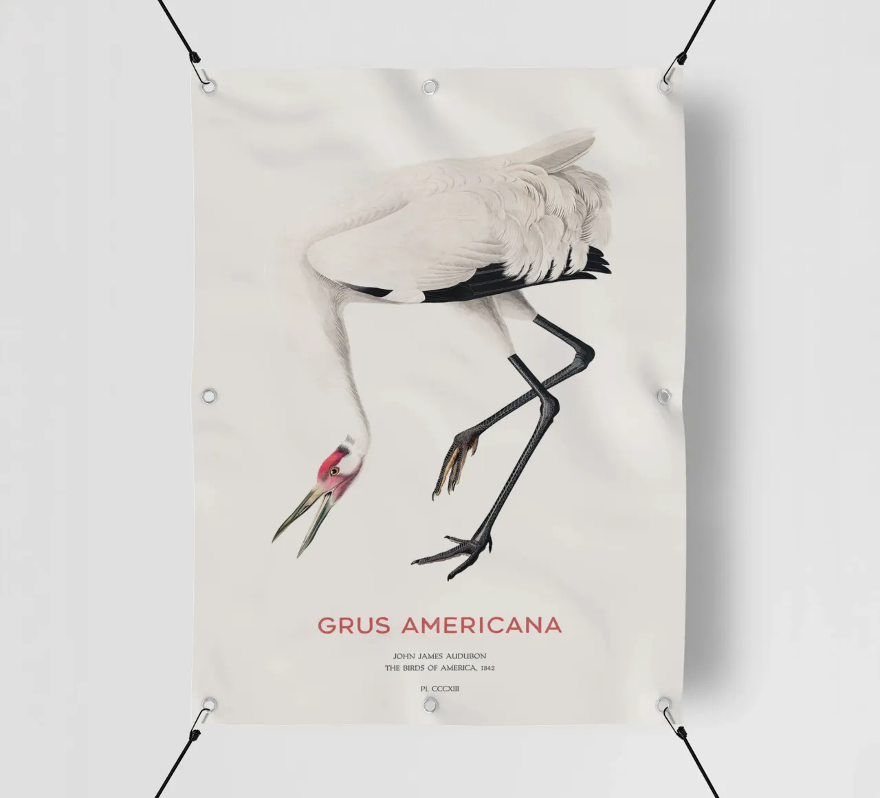 Grus americana o gru chiassosa telo in pvc da Vintagrafica