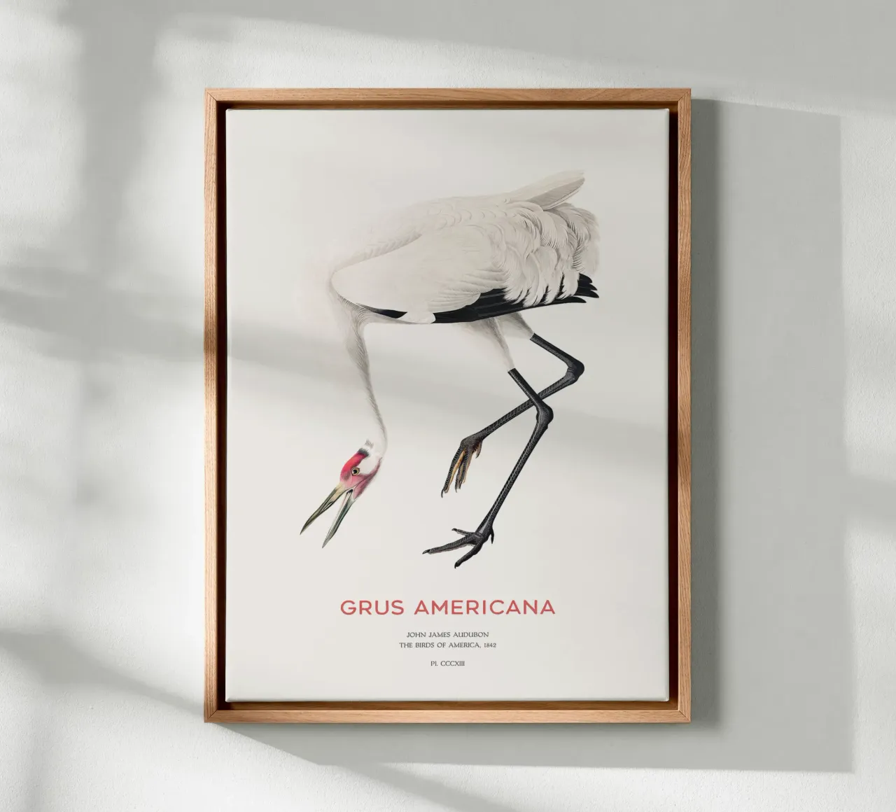 Grus americana oder Schreikranich Leinwand mit Schattenfugenrahmen von Vintagrafica