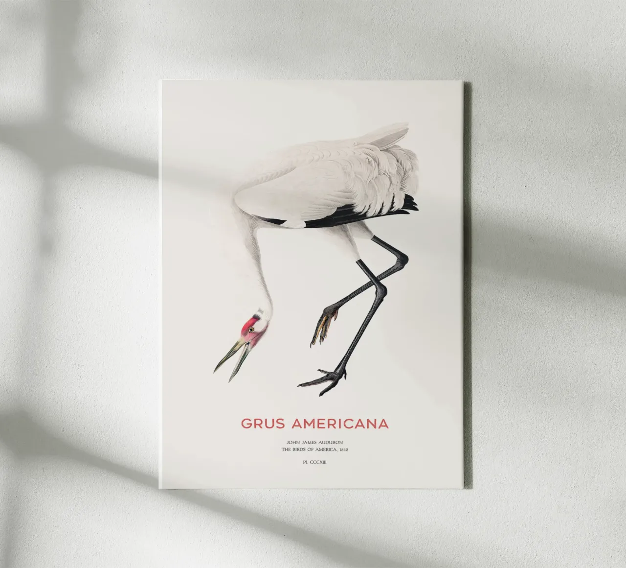 Grus americana oder Schreikranich Leinwand mit Schattenfugenrahmen von Vintagrafica