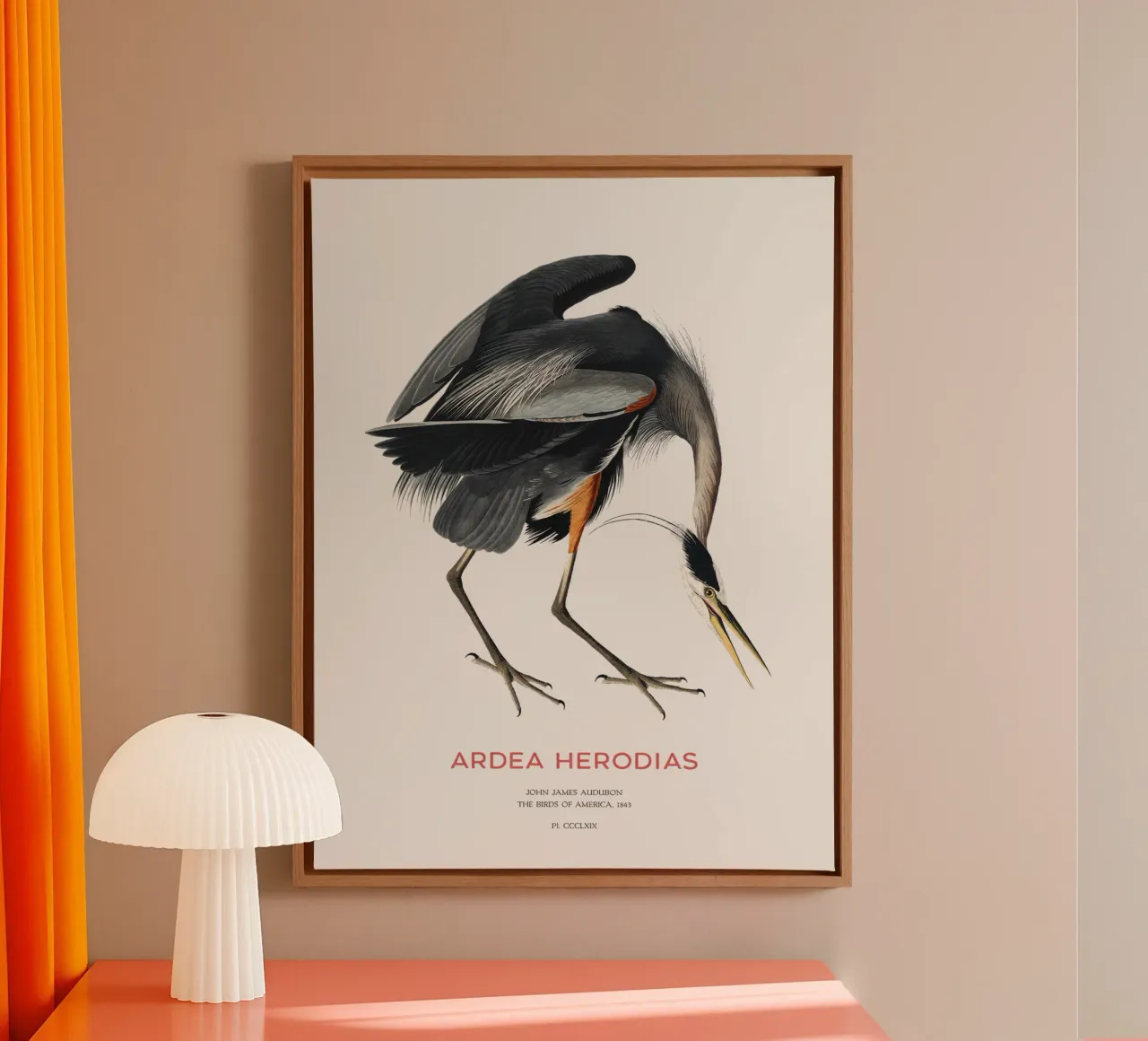 Großer Blaureiher oder Ardea herodias Leinwand von Vintagrafica