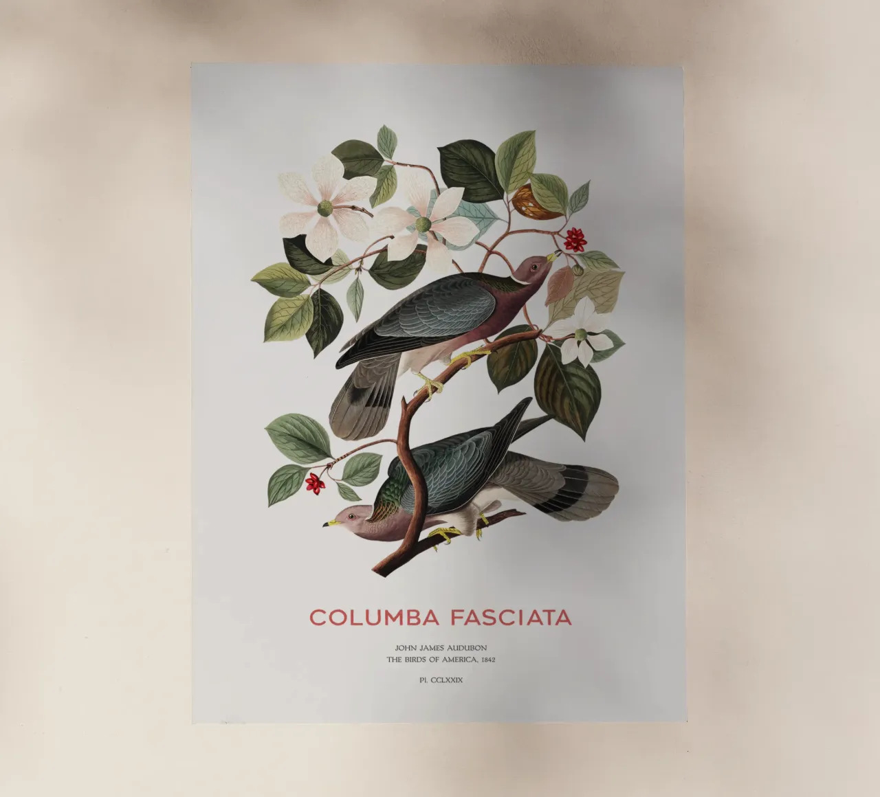 Piccione dalla coda a nastro o Columba fasciata pellicola backlit da Vintagrafica