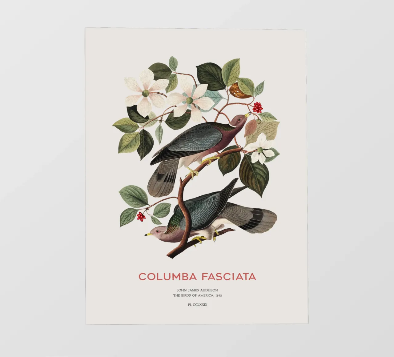 Piccione dalla coda a nastro o Columba fasciata pellicola backlit da Vintagrafica