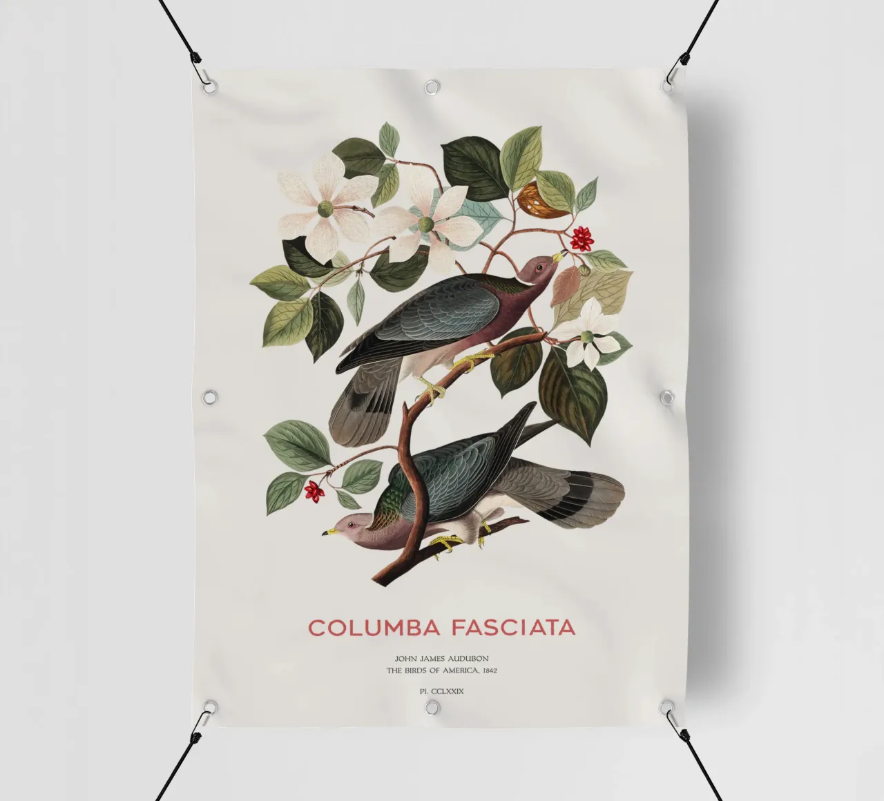 Piccione dalla coda a nastro o Columba fasciata telo in pvc da Vintagrafica