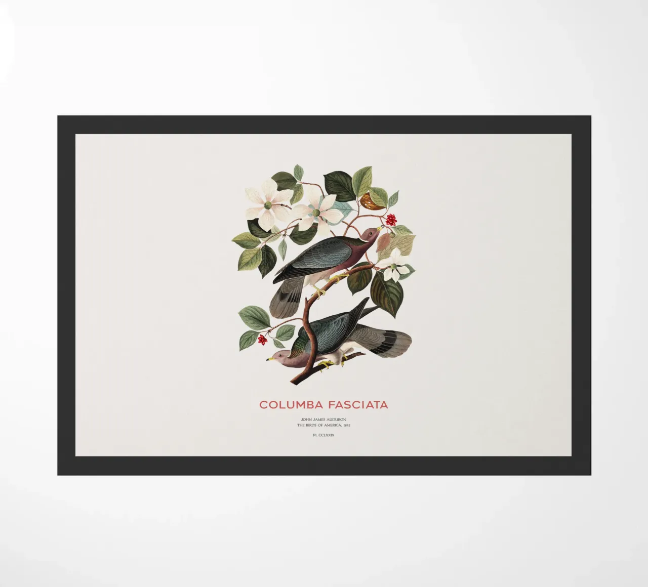 Band-tailed pigeon or Columba fasciata doormat by Vintagrafica