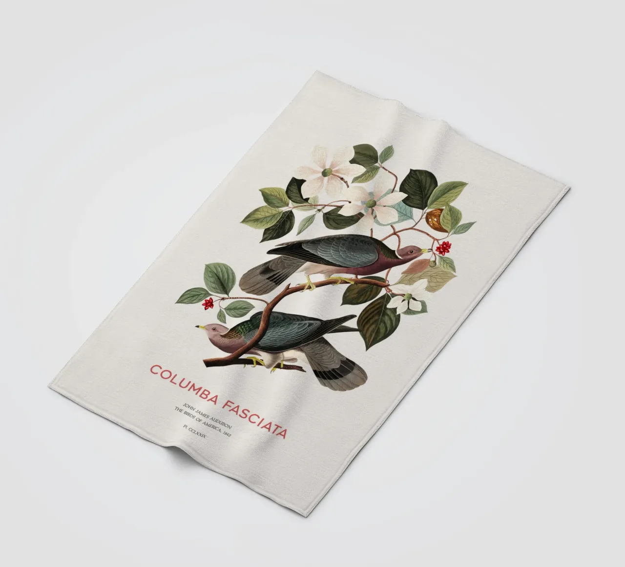 Piccione dalla coda a nastro o Columba fasciata coperta in pile da Vintagrafica