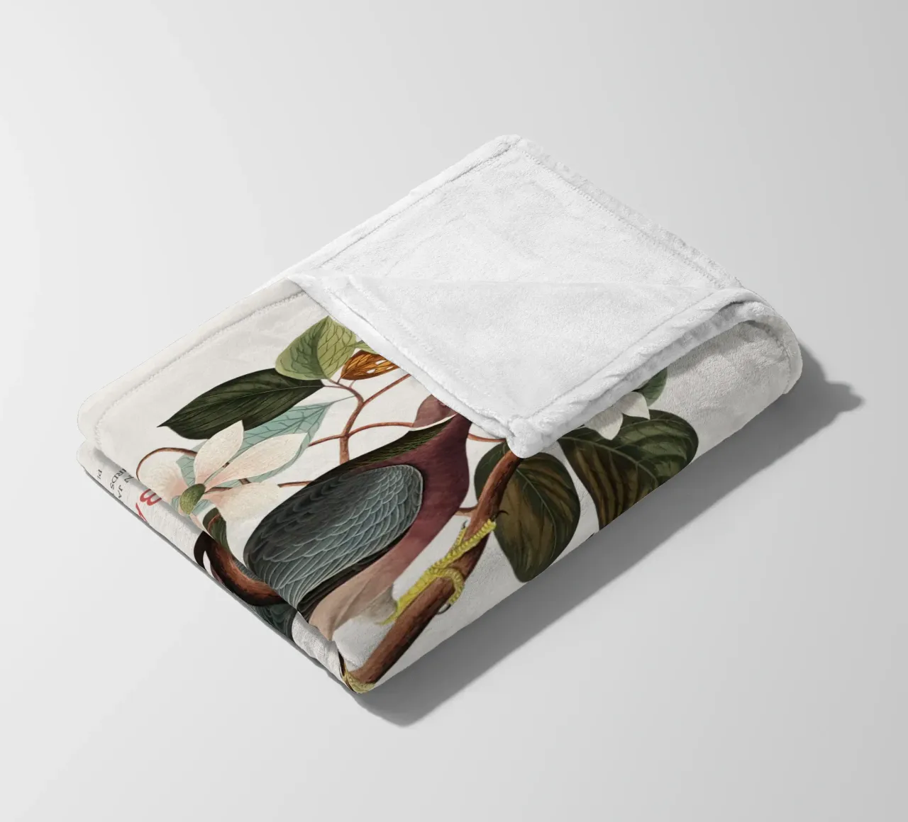 Piccione dalla coda a nastro o Columba fasciata coperta in pile da Vintagrafica