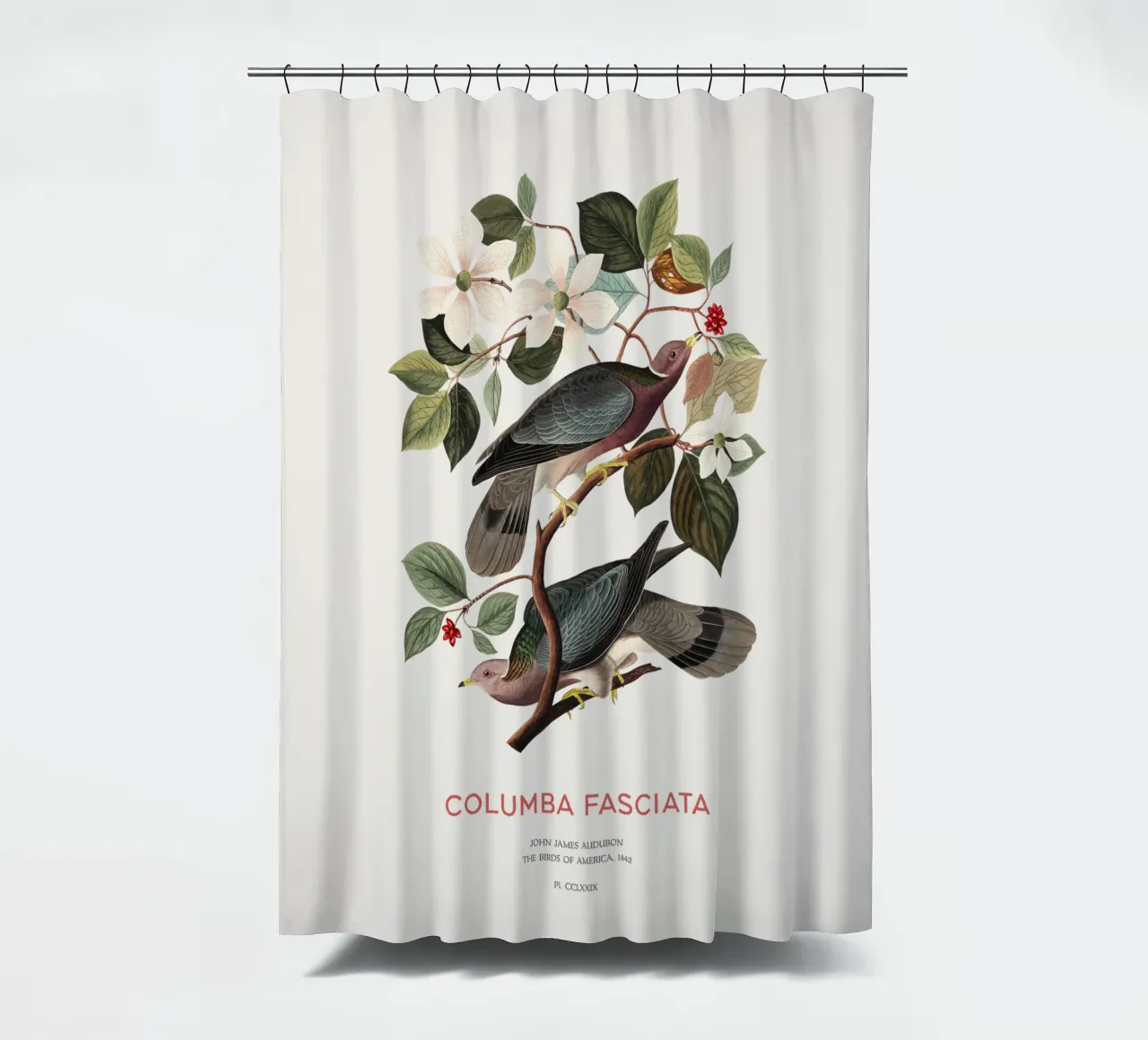 Piccione dalla coda a nastro o Columba fasciata tenda da doccia da Vintagrafica