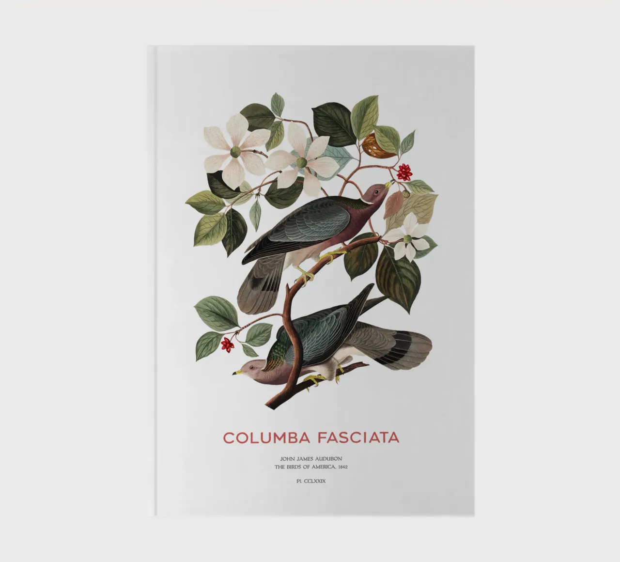 Piccione dalla coda a nastro o Columba fasciata diario da Vintagrafica