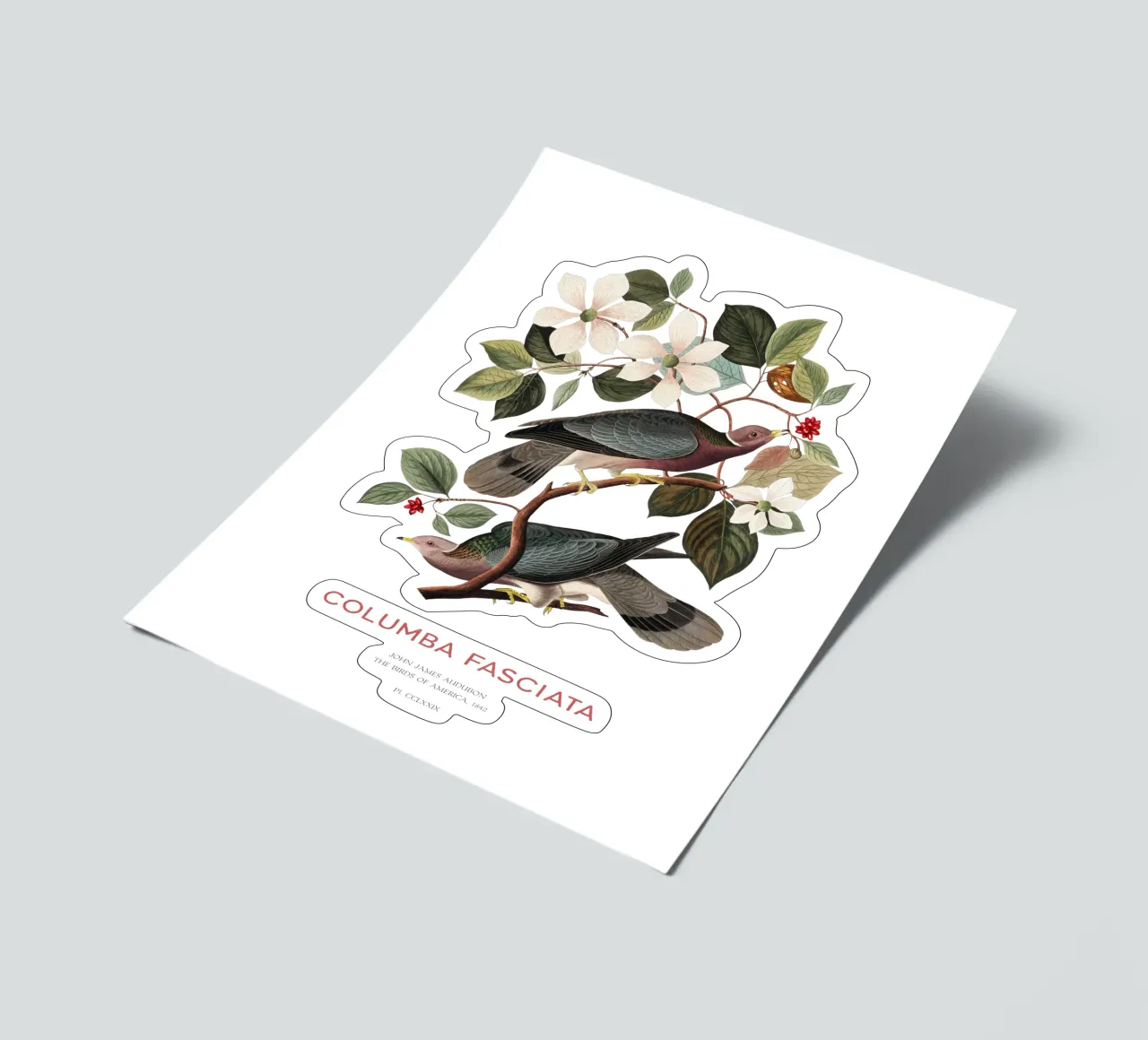 Piccione dalla coda a nastro o Columba fasciata foglio adesivo da Vintagrafica