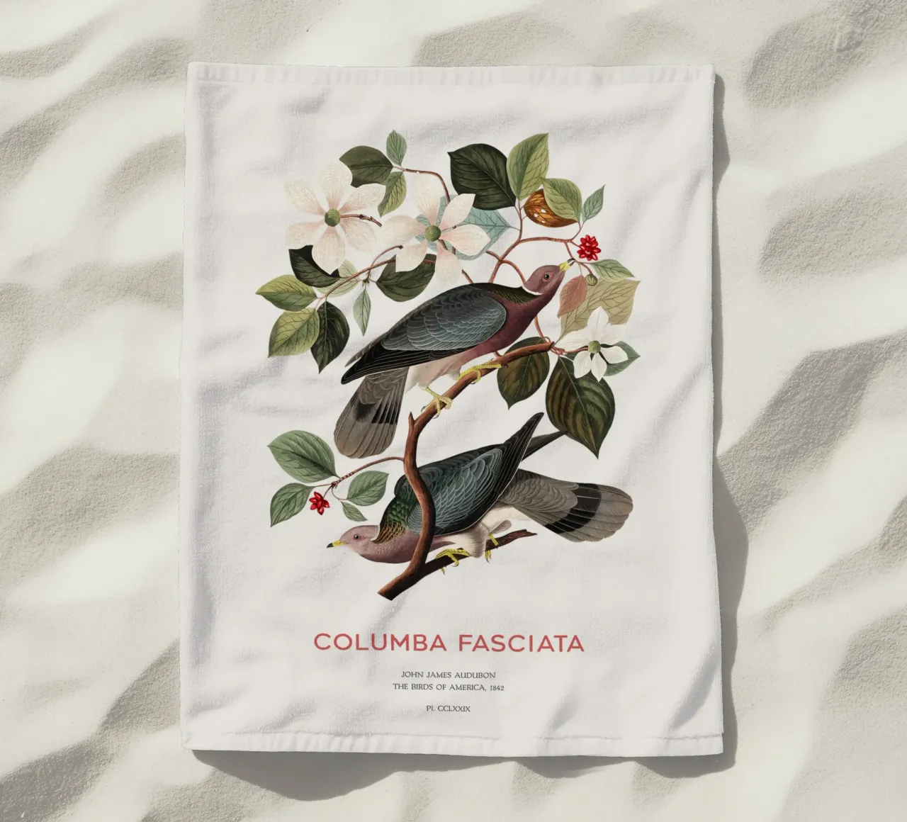 Piccione dalla coda a nastro o Columba fasciata telo mare da Vintagrafica