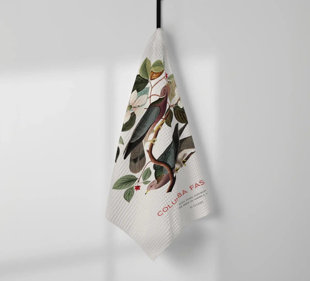 Piccione dalla coda a nastro o Columba fasciata canovaccio da cucina da Vintagrafica