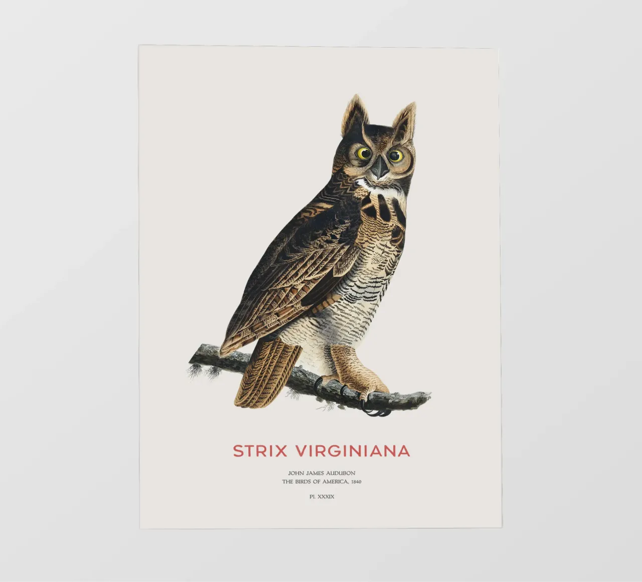 Civetta capogrosso o Strix virginiana pellicola backlit da Vintagrafica