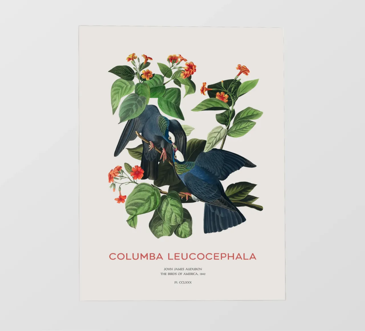 Weißscheiteltaube oder Columba leucocephala PVC Plane von Vintagrafica