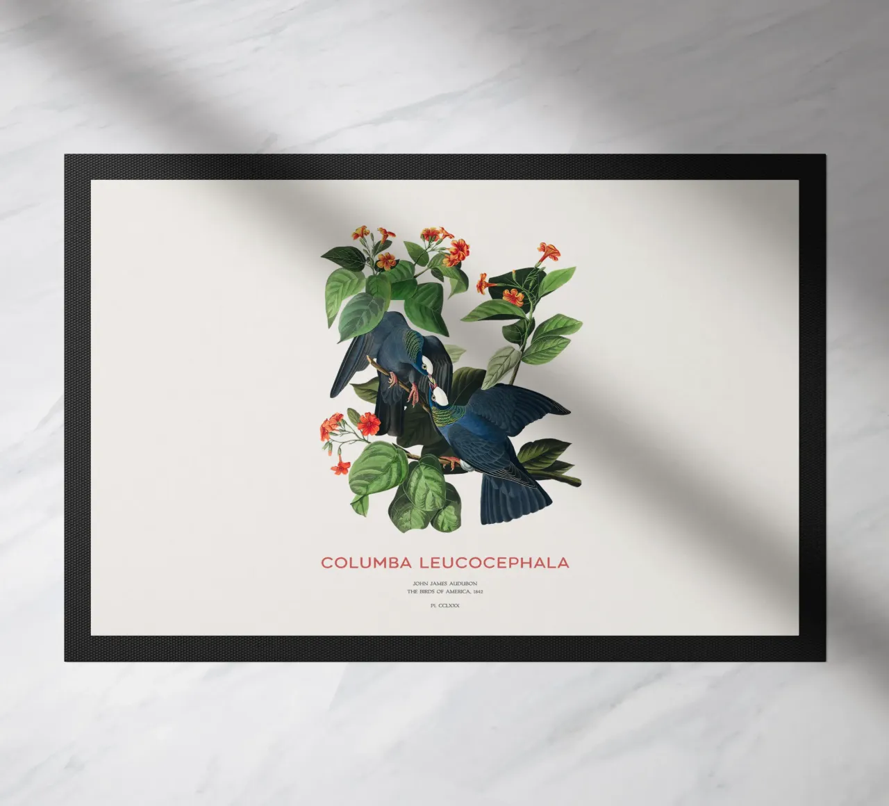 Colombaccio o Columba leucocephala zerbino da Vintagrafica