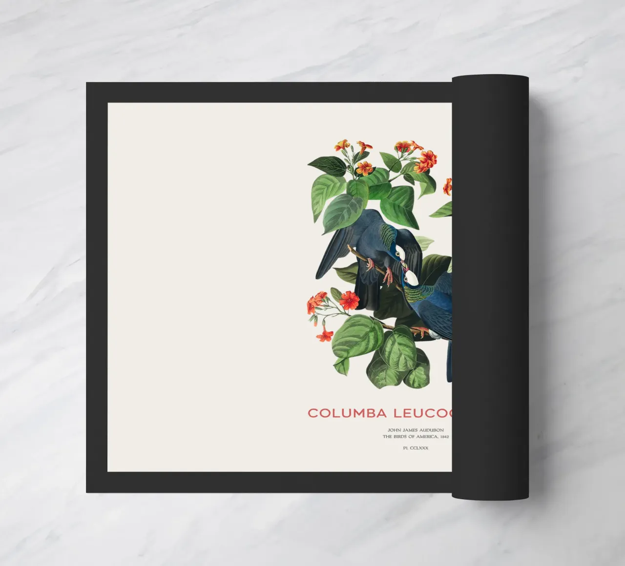 Colombaccio o Columba leucocephala zerbino da Vintagrafica